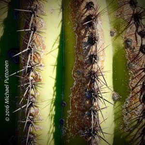 Close up of clusters of spines on saguaro ribs